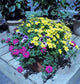 Spring Outdoor Planters