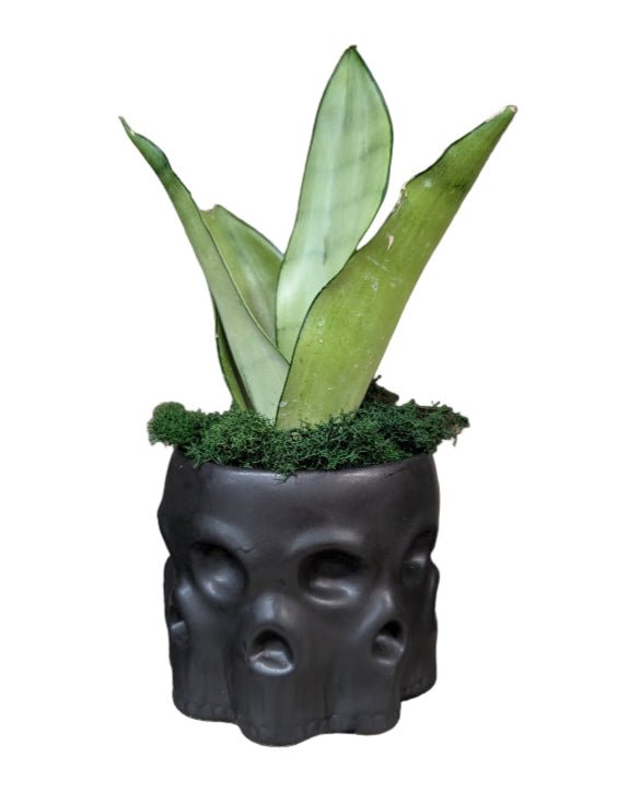 Snake Plant in Black Skull Planter