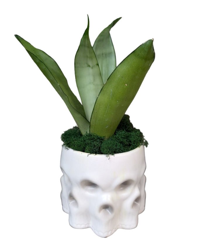 Snake Plant in White Skull Pot