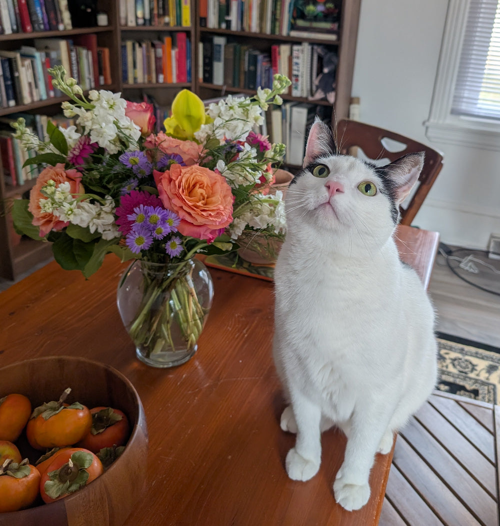Pet safe flowers with cat