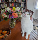 Pet safe flowers with cat