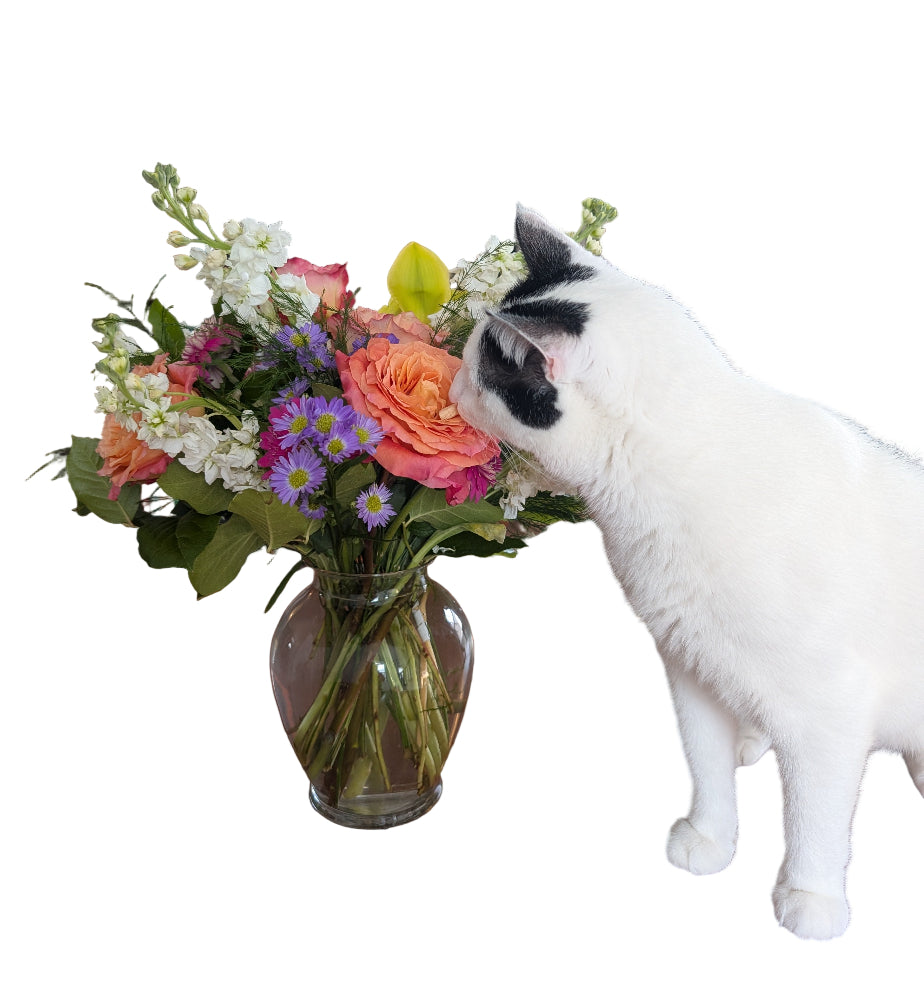 Cat with pet friendly flowers