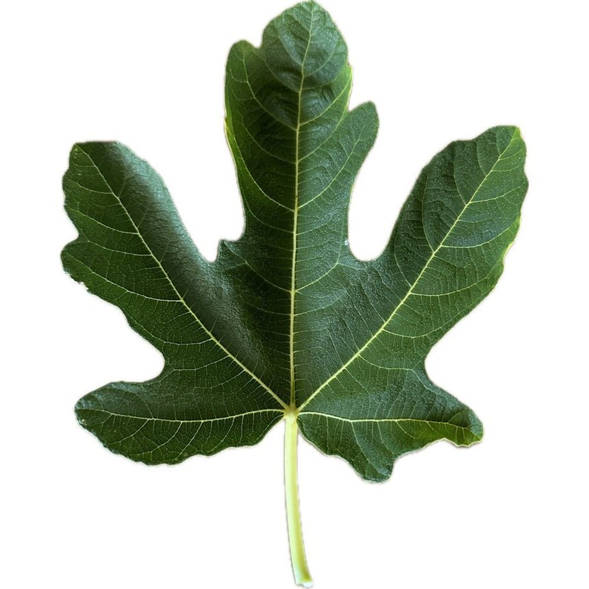 Pane e Vino White Fig