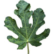 Paneta De Monde N-3 Fig Leaf