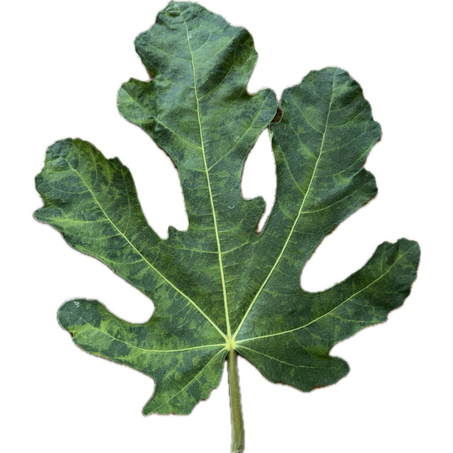 Paneta De Monde N-3 Fig Leaf
