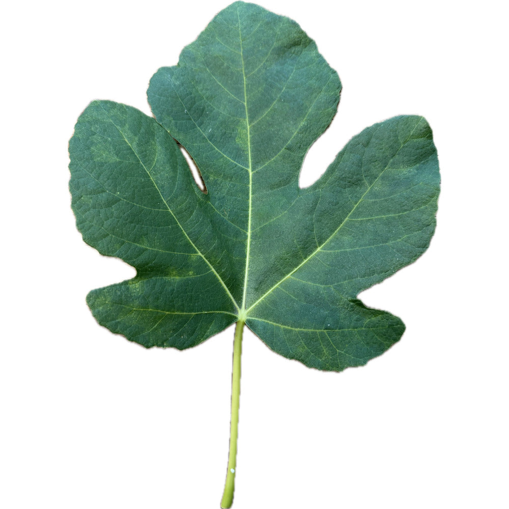 Paratjal Rimada Fig – Kremp Florist