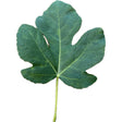 Paratjal Rimada Fig Leaf