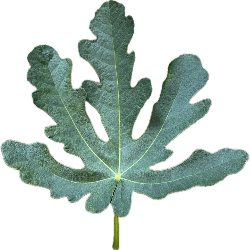 Peau Fine Fig Leaf
