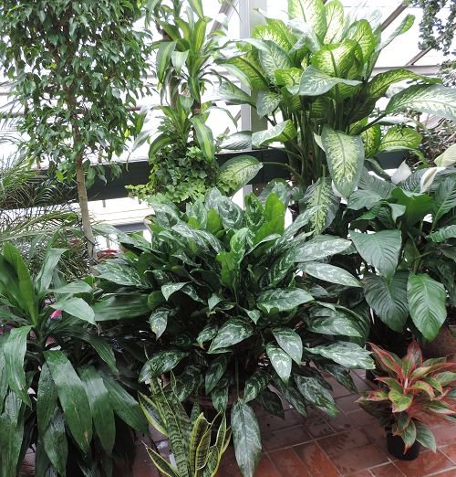 Paratjal Rimada Fig – Kremp Florist