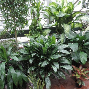indoor plants philadelphia Draceana Marginata Plant