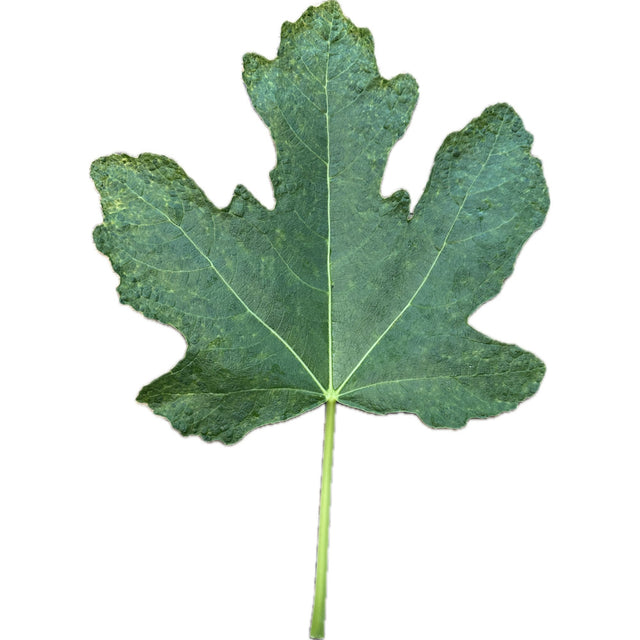 Planera Fig Leaf