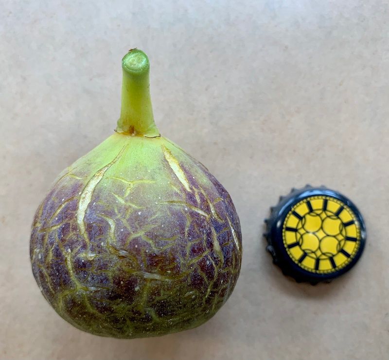 Planera Fig Whole Fruit