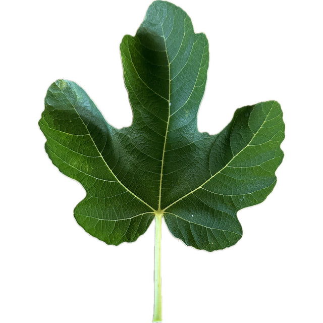 Ponte Tresa Fig Leaf