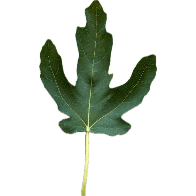 Popone Fig Leaf