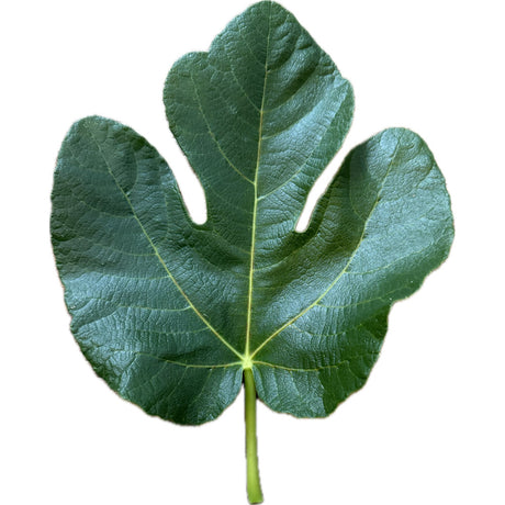 Portugal 80 Fig Leaf