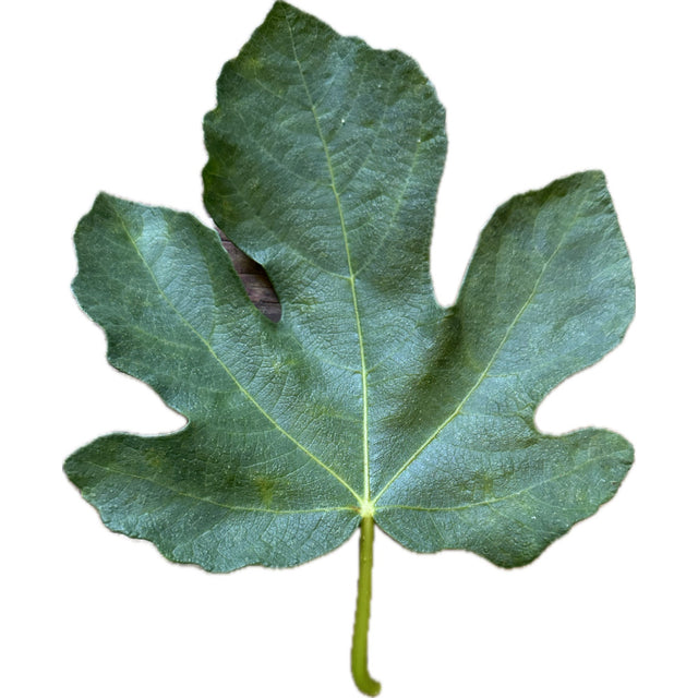 Qudssaya Fig Leaf