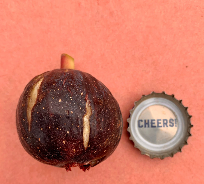 Ronde de Bordeaux Fig Whole Fruit