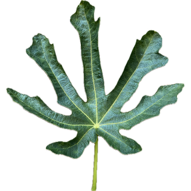 Randino Fig Leaf