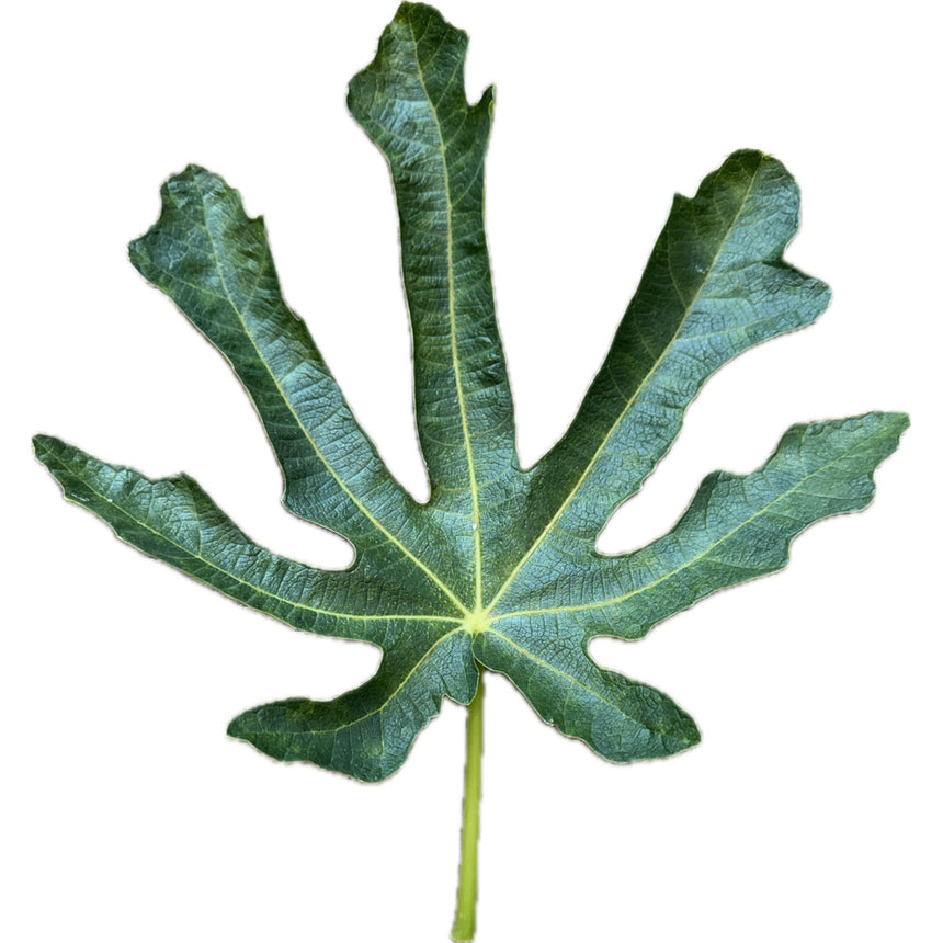Randino Fig Leaf
