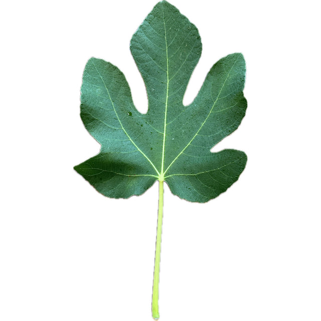 Red Israel Fig Leaf