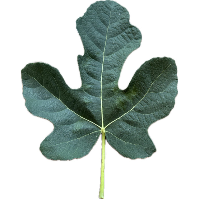 Red Lebanese BV Fig Leaf
