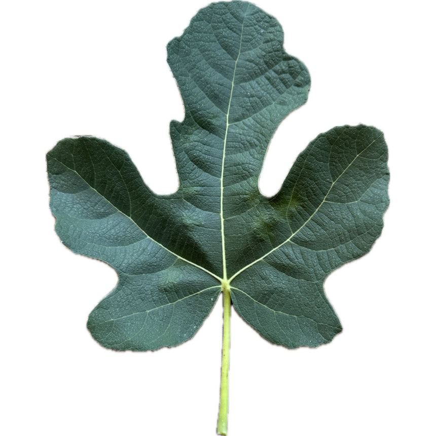 Red Lebanese BV Fig Leaf