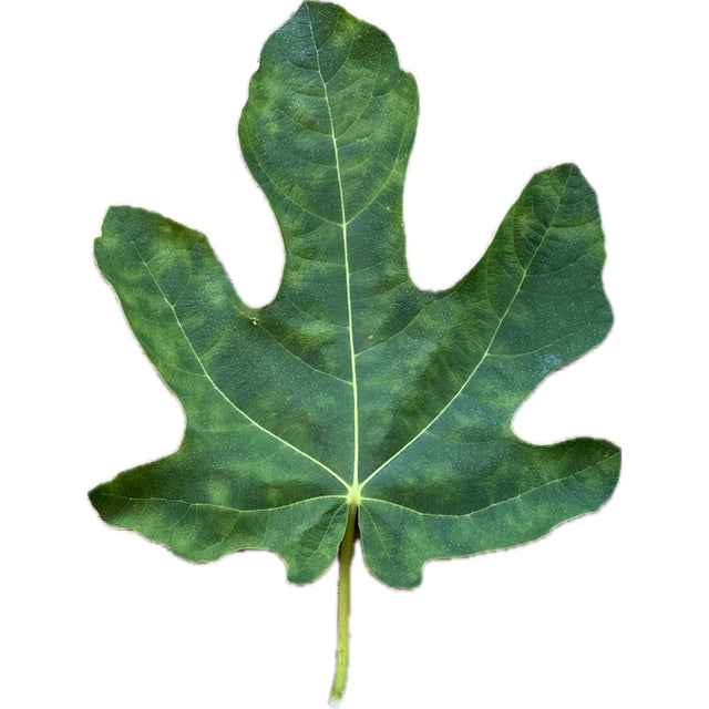 Red Sicilian Fig Leaf