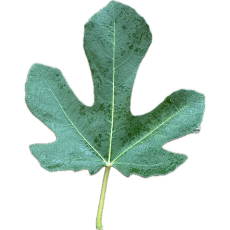 Ronde de Bordeaux Fig Leaf