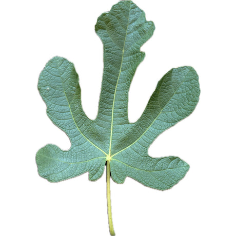 Rosselino Fig Leaf