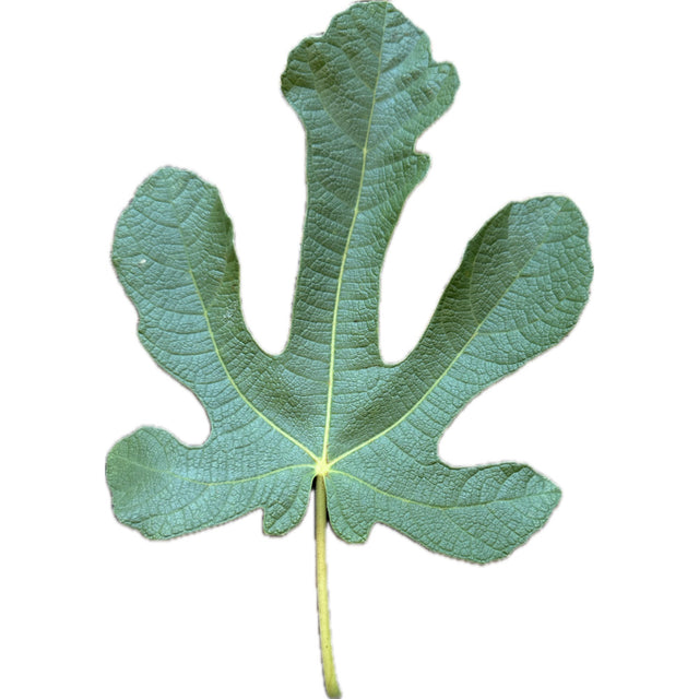 Rosselino Fig Leaf