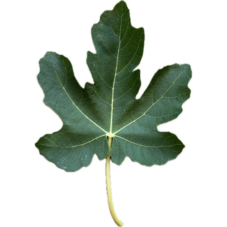 Rosso Di Trani Fig Leaf
