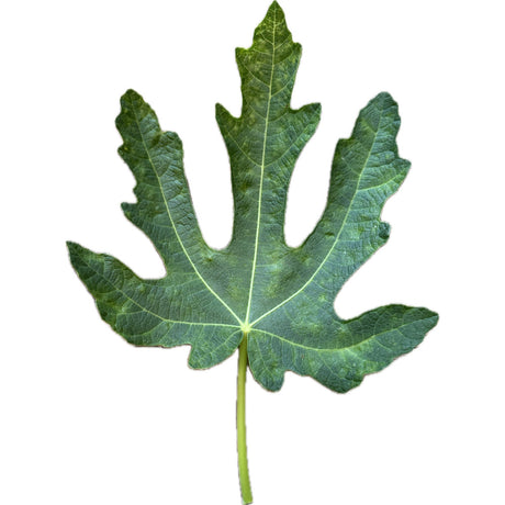 Rubado Fig Leaf
