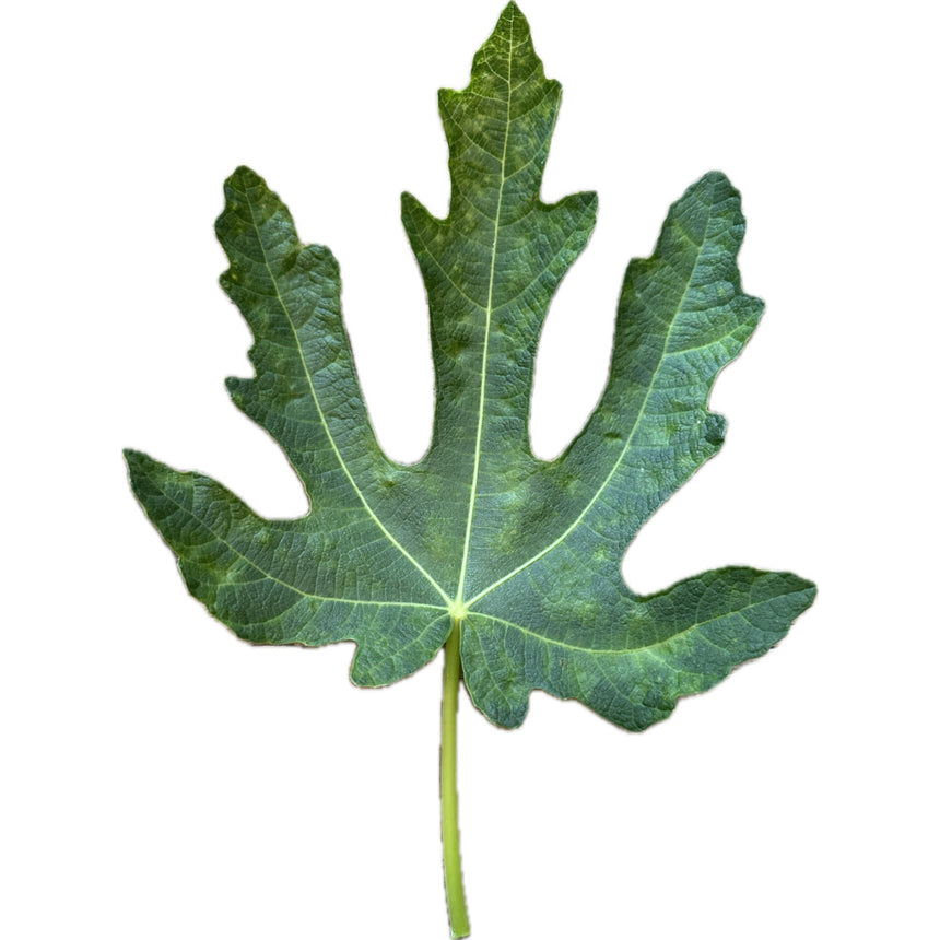 Rubado Fig Leaf