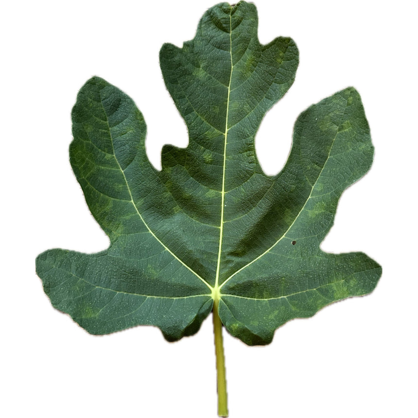 Saint Rita Fig Leaf