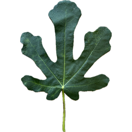 Salce Fig Leaf