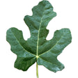 San Donato Di Ninea Fig Leaf