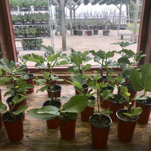 Fig Tree Cuttings