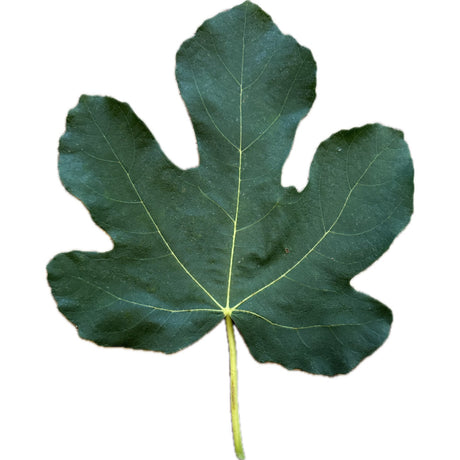 Sangre de Caballo Fig Leaf