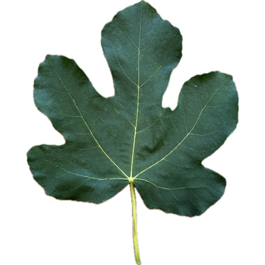 Sangre de Caballo Fig Leaf