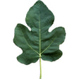 Sangue Dolce Fig Leaf