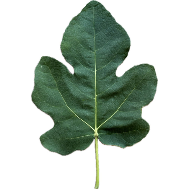 Sangue Dolce Fig Leaf