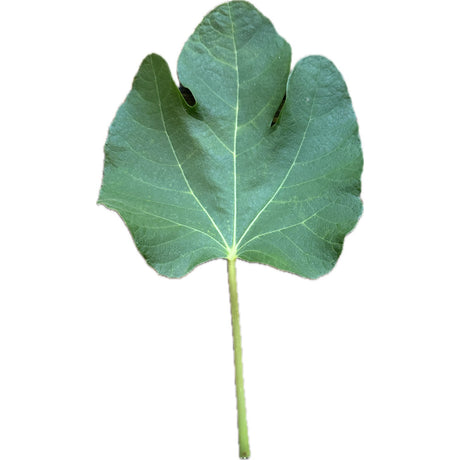 Santa Gertrudis Fig Leaf