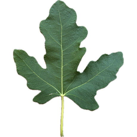 Sefrawi Fig Leaf