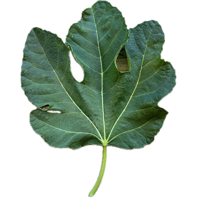 Siblawi Fig Leaf