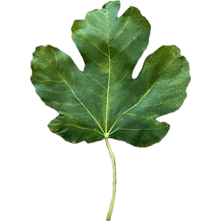 Sicilian 33 Fig Leaf