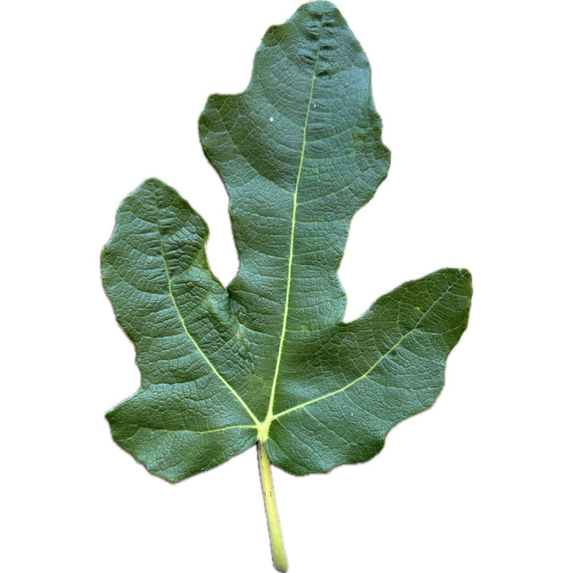 Socorro Black Fig Leaf