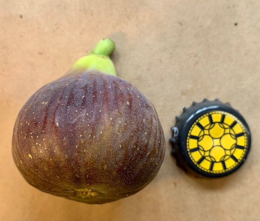 Socorro Black Fig Whole Fruit