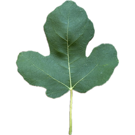 Sodus Sicilian Fig Leaf
