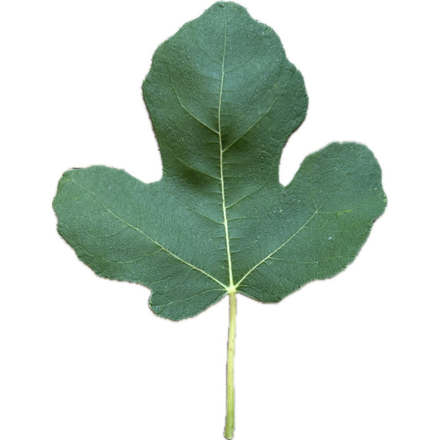 Sodus Sicilian Fig Leaf