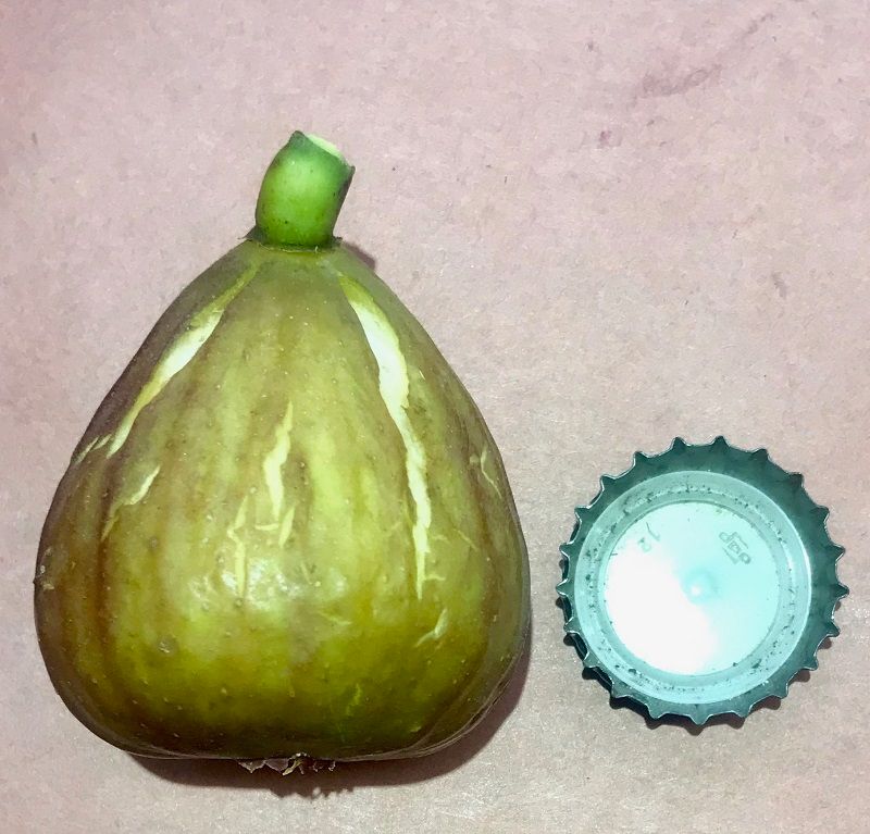 Sodus Sicilian Fig Whole Fruit